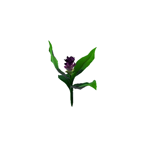 Flower Curcuna Longa 3.4
